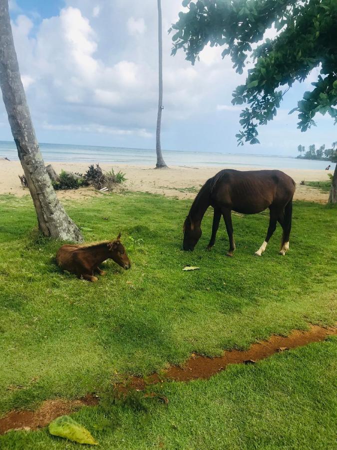 Oasis En La Naturaleza Rancho Alto Bonito Las Galeras Eksteriør bilde